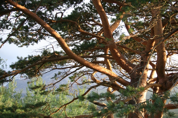 photo of Scots Pine at Sligachan